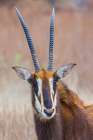 Sable antelope, a close-up portrait in southern Africa Botanical Print